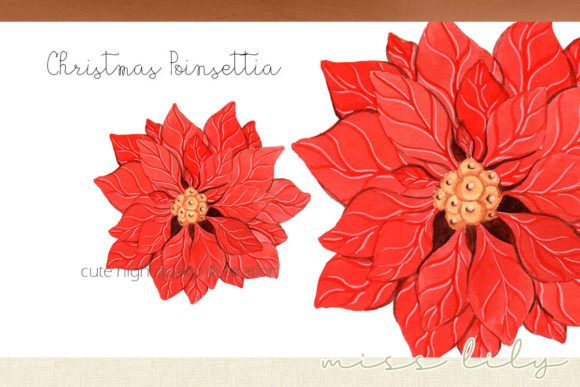 Watercolor Christmas Flower Poinsettia Illustrations Review